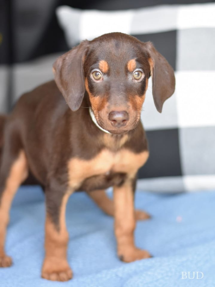 Photo of Bud (Briar's Litter)