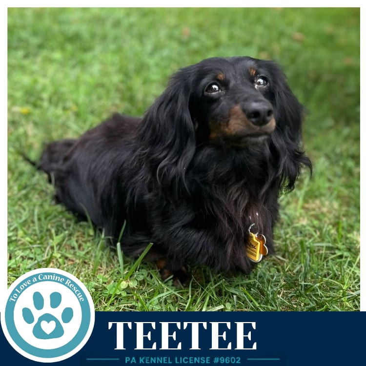 Photo of Teetee 091226