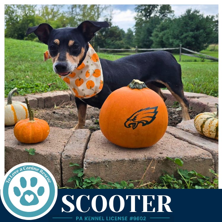 Photo of Scooter 091226