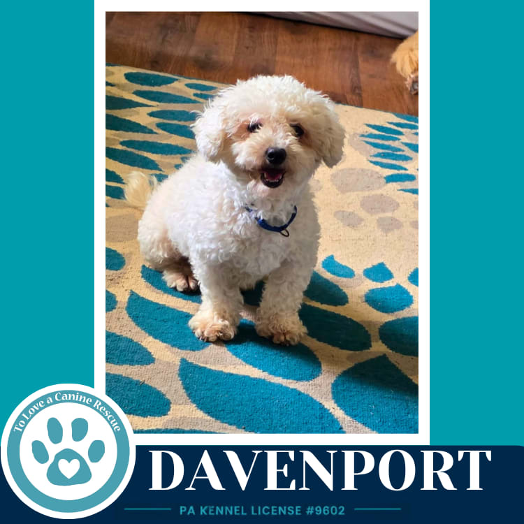 Photo of Davenport (The Davenports) 091226