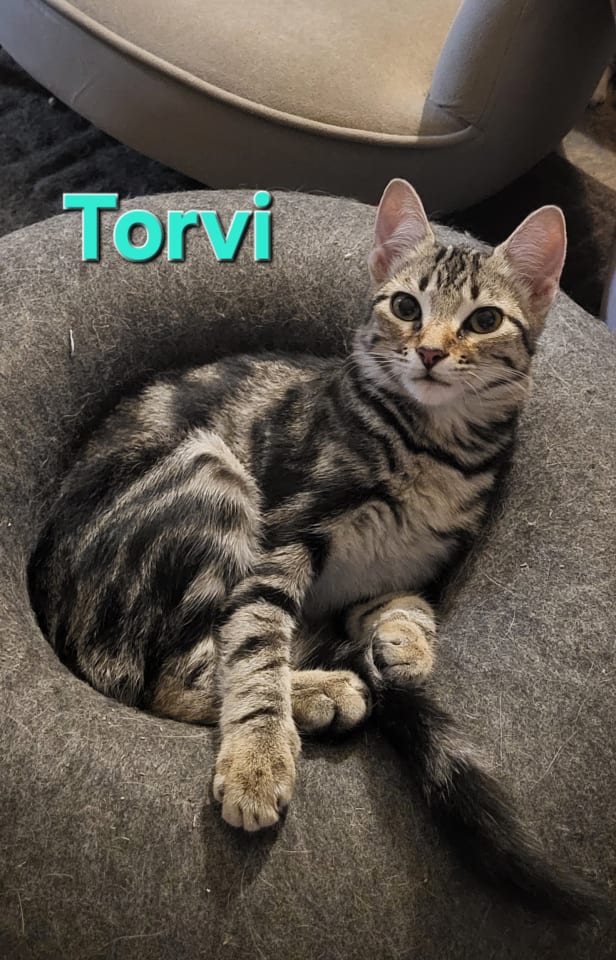 Photo of Torvi