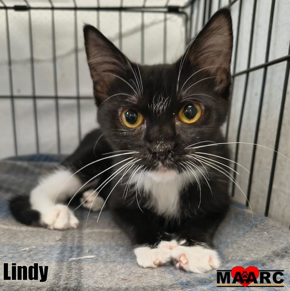Photo of Lindy