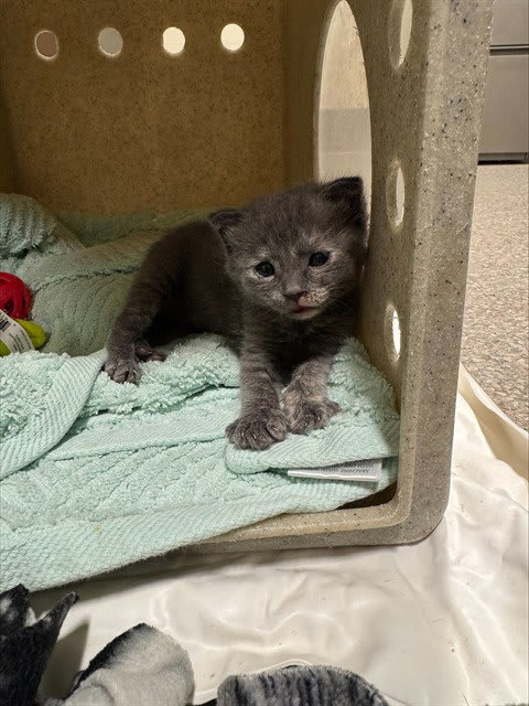 Photo of LILY