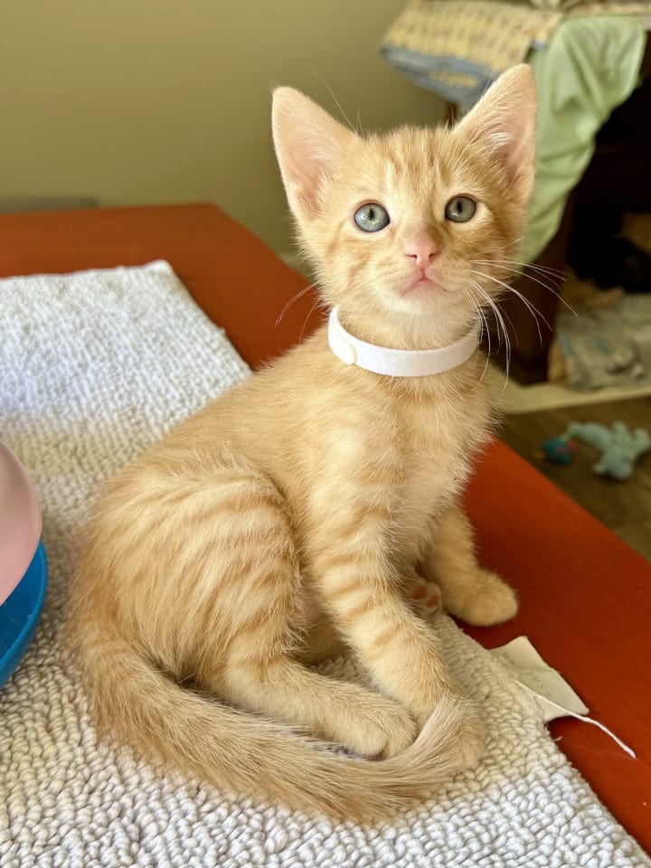 Photo of Roux