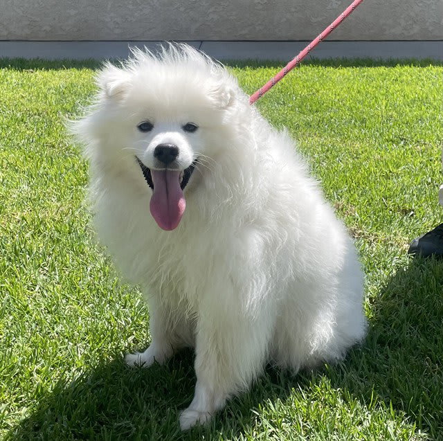 Photo of BUDDY