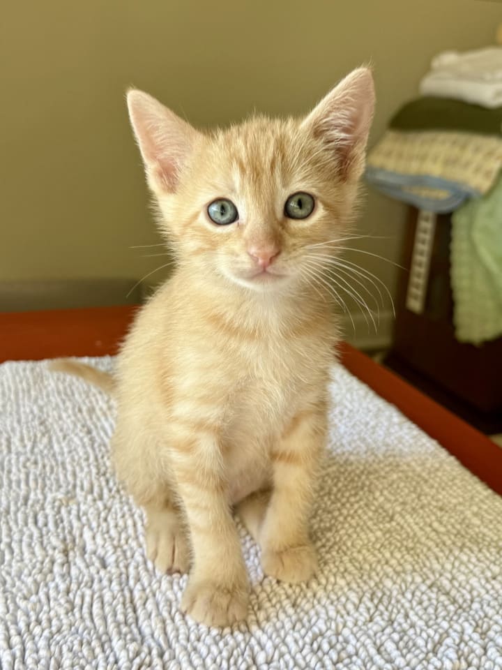 Photo of Cornbread