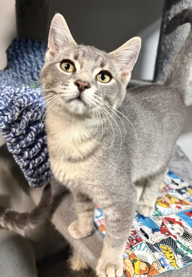 Photo of Atlas
