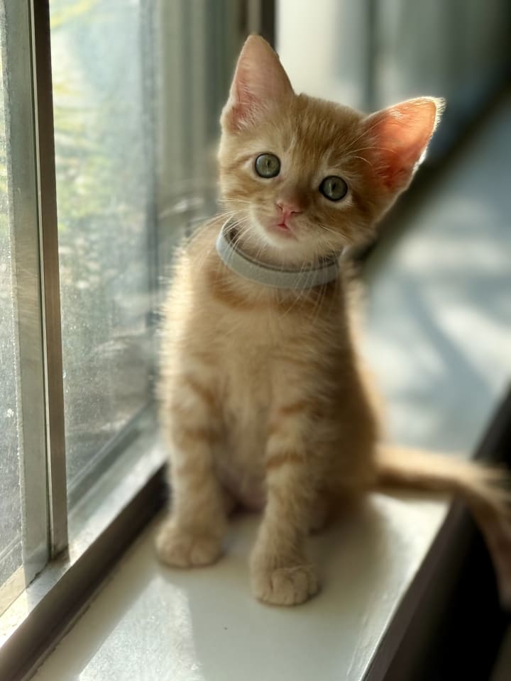 Photo of Tater