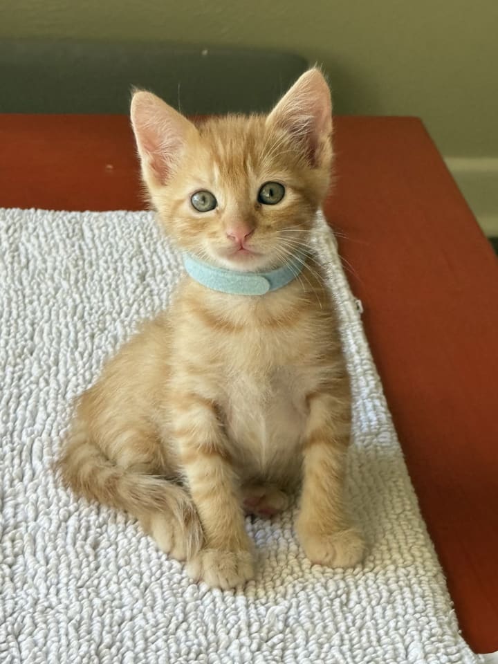 Photo of Boone