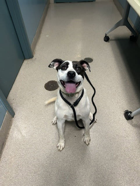 Photo of DOMINO