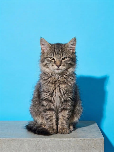 Photo of ALUCARD