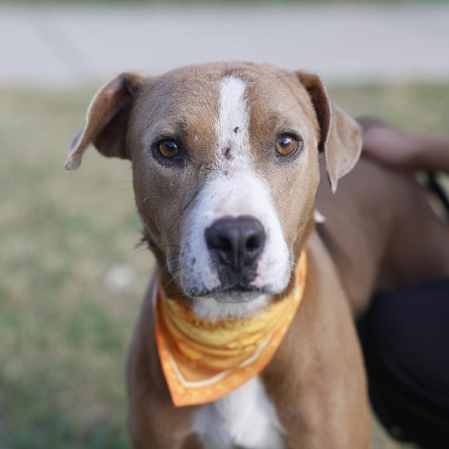 Photo of BLAZE