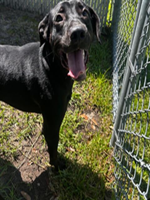 Photo of Dog