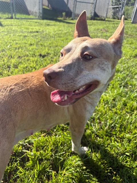 Photo of Dog