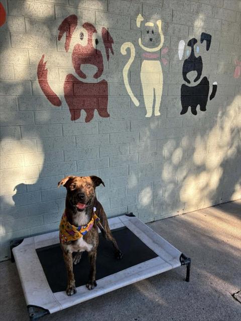 Photo of Dog