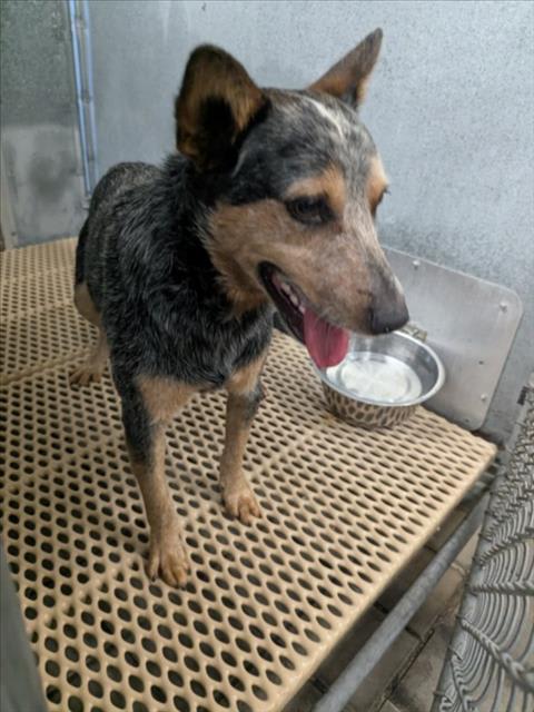 Photo of Dog