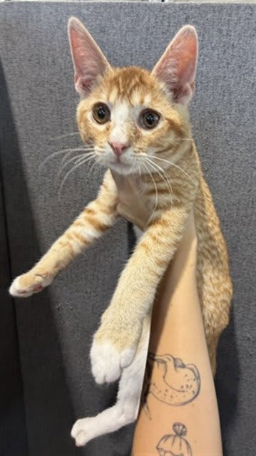 Photo of ROO