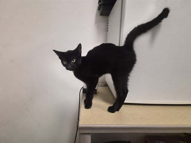 Photo of Cat