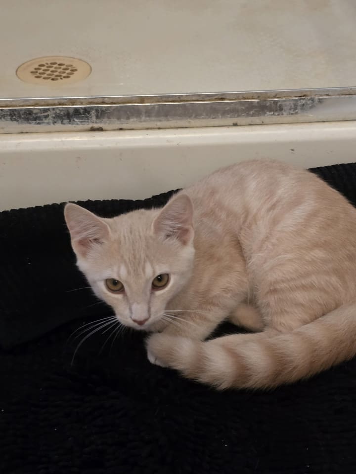 Photo of Willie, Willow Grove Area,