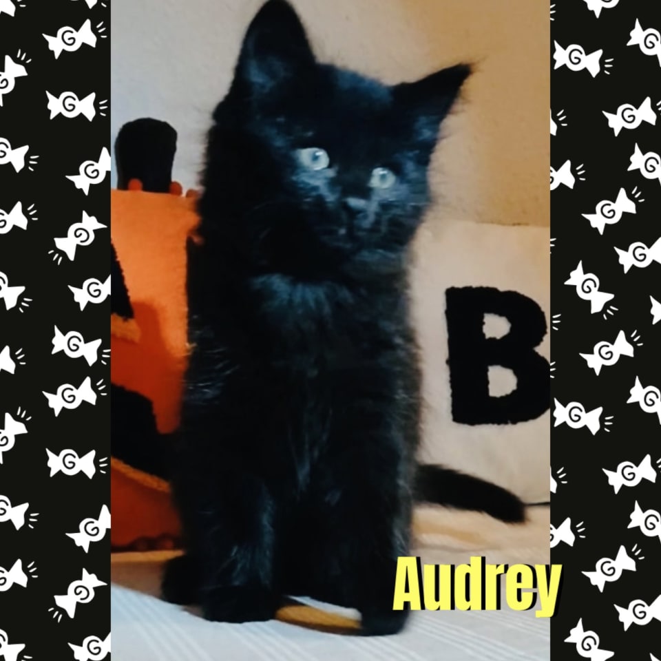 Photo of Audrey