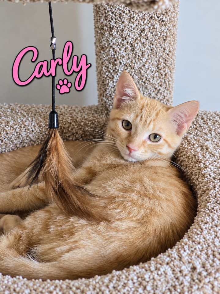 Photo of Carly, Willow Grove Area,