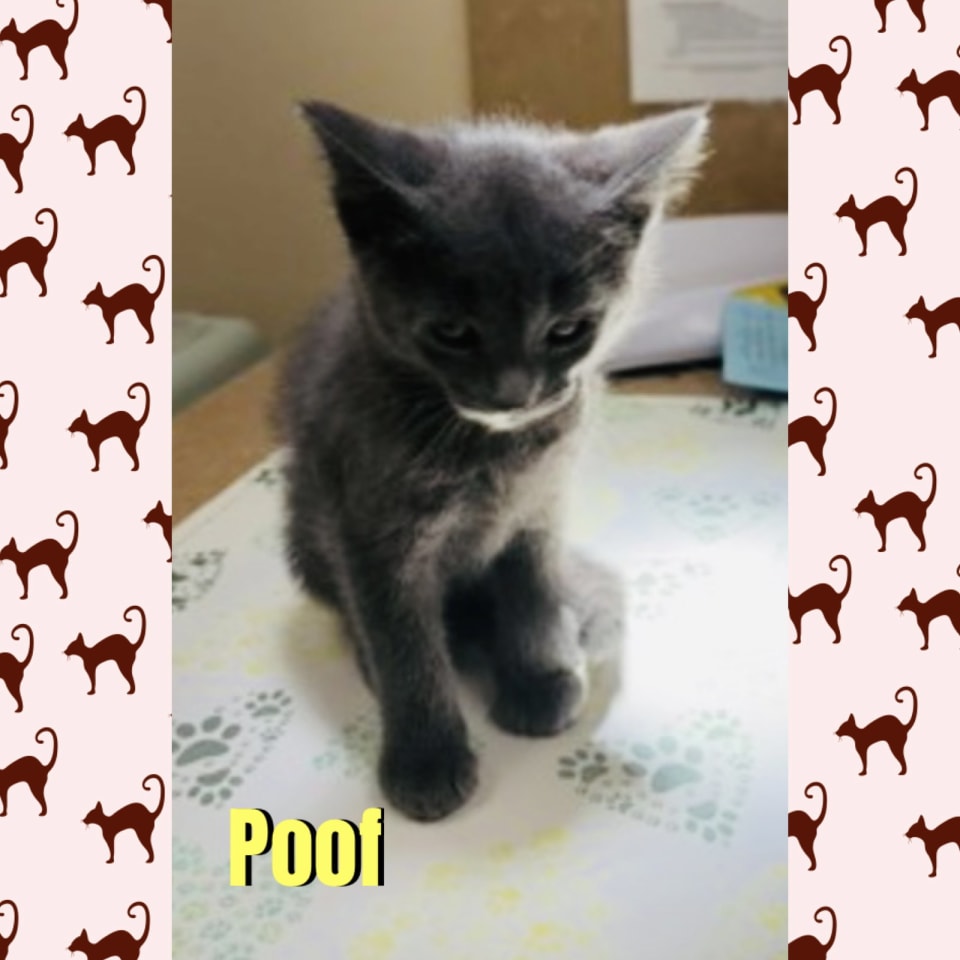 Photo of Poof