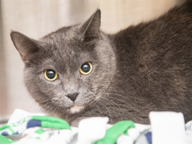 Photo of LILAC