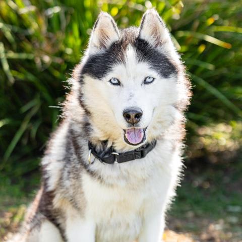 Photo of AUSSIE
