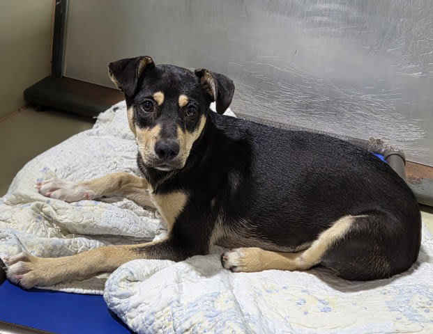 Photo of COMET
