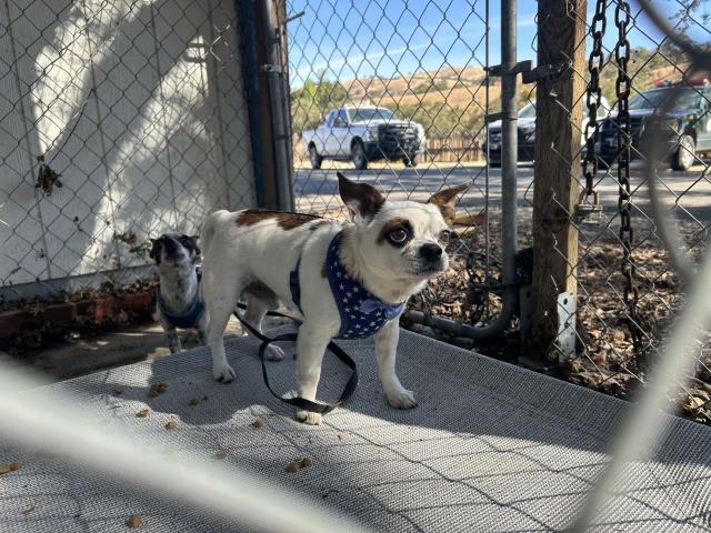 Photo of PONCHO