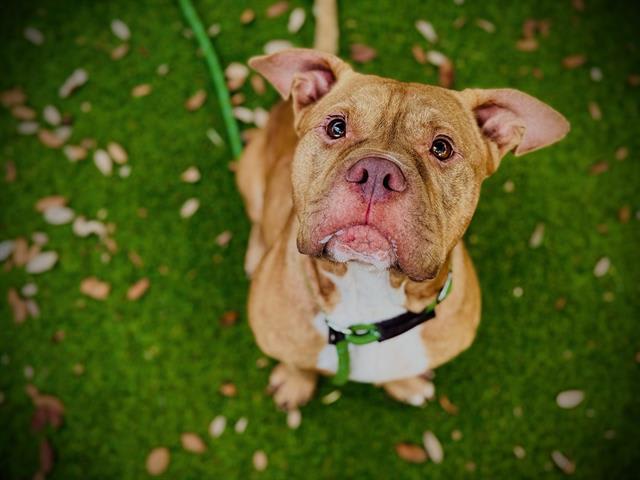 Photo of FIDDLE