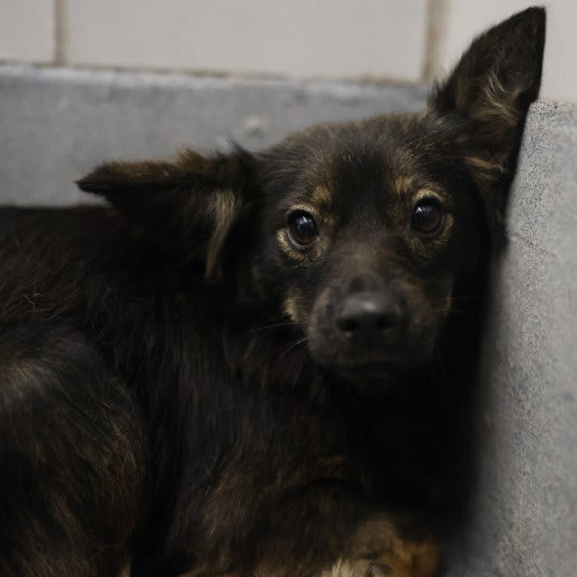 Photo of ECHO