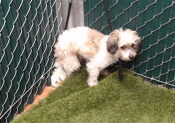 Photo of DEXTER