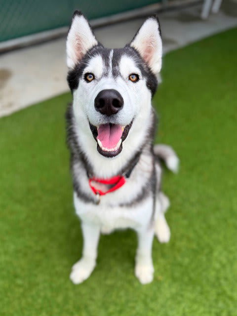 Photo of LUNAR