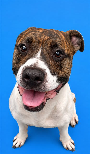 Photo of GAMBIT