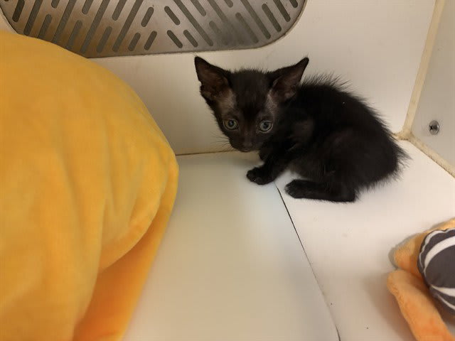 Photo of Cat