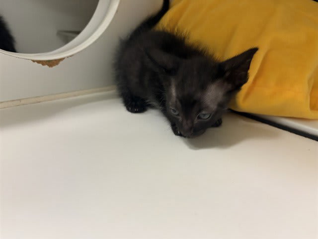 Photo of Cat