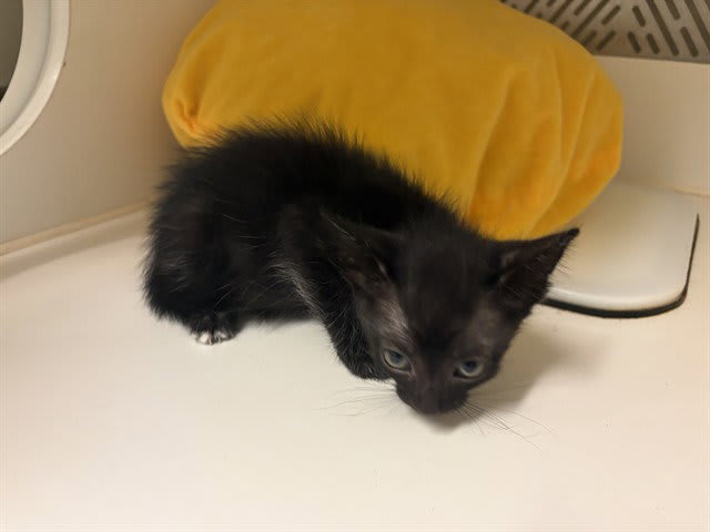 Photo of Cat