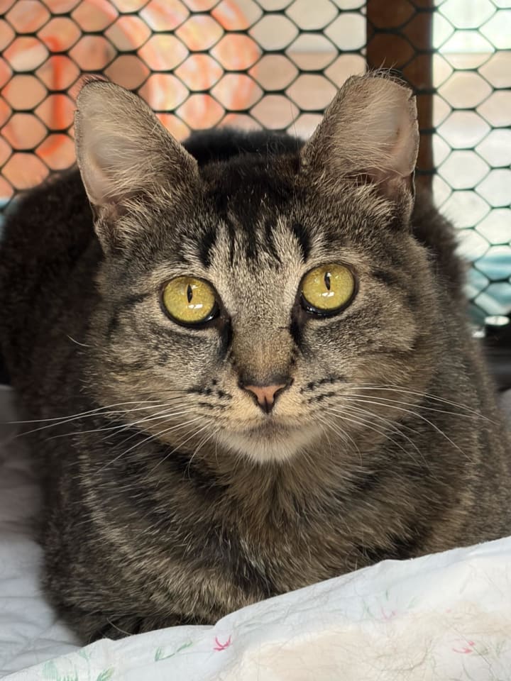 Photo of Chalupa