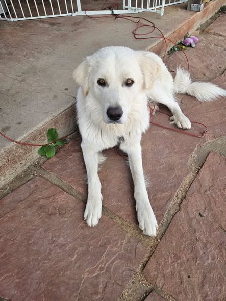 Photo of Speedy