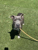 Photo of Milo