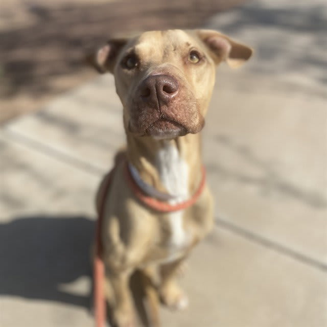 Photo of LEMON