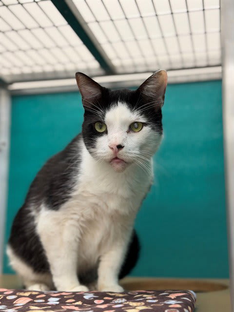 Photo of PATCH