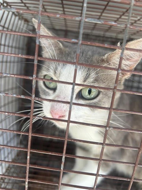 Photo of Cat