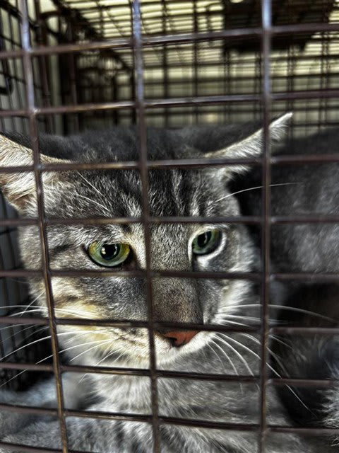 Photo of Cat