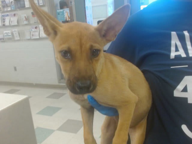 Photo of Dog