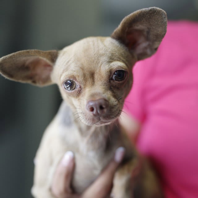 Photo of BUTTERSCOTCH