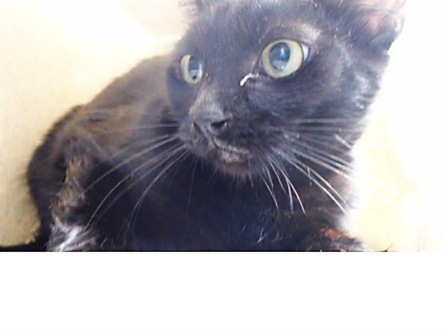 Photo of TOOTHLESS