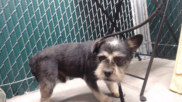 Photo of Dog