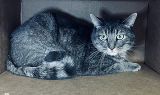 Photo of PERCY